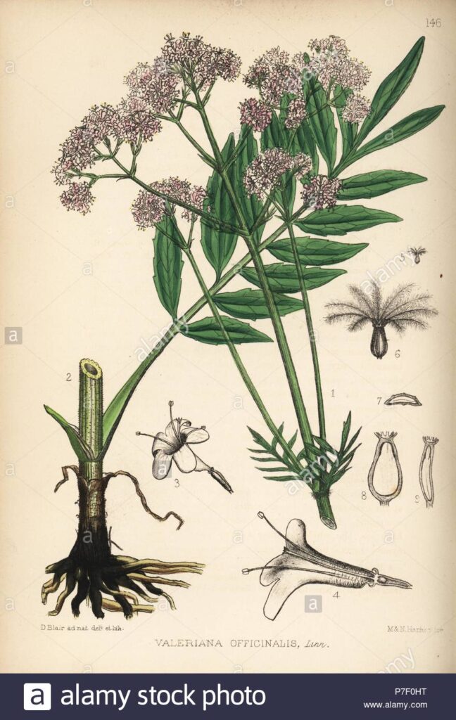 valeriana